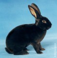 /album/les-races-de-lapins/rex-noir-jpg/